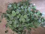 Kunstbloemen eucalyptus slingers/planten, Ophalen of Verzenden, Zo goed als nieuw