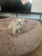 A, Dieren en Toebehoren, Katten en Kittens | Overige Katten, Poes, Langharig