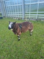 Mooie overjarige bonte dekram, Dieren en Toebehoren, Schapen, Geiten en Varkens, Mannelijk, Schaap, 0 tot 2 jaar