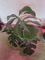 monstera deliciosa albo, Ophalen, Halfschaduw, Minder dan 100 cm