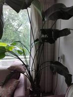 kamerplant, Huis en Inrichting, Kamerplanten, Ophalen of Verzenden, Overige soorten, Minder dan 100 cm