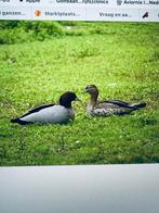 Ganzen gevraagd maanen gans, Dieren en Toebehoren, Meerdere dieren, Roofvogel