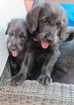 Mooie pups , Kruising Labrador en Goldendoodle., Groot, Meerdere, Meerdere dieren, Nederland