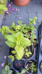 Citroen mellise
Lekker voor de thee
Vis of salade, Tuin en Terras, Planten | Tuinplanten, Ophalen, Zomer, Kruiden, Volle zon