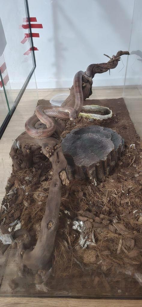 Een twee jaar oude mannelijke korenslang, ongeveer 150 cm la