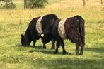 2 mooi getekende Belted Galloway dekstieren te koop, Dieren en Toebehoren, Runderen, Mannelijk