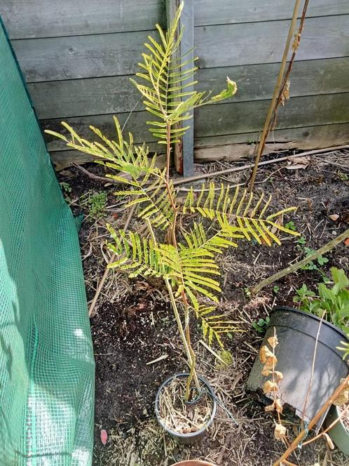 Acacia dealbata, Mimosa dealbata planten, Tuin en Terras, Planten | Bomen, Overige soorten, Minder dan 100 cm, Volle zon, Zomer