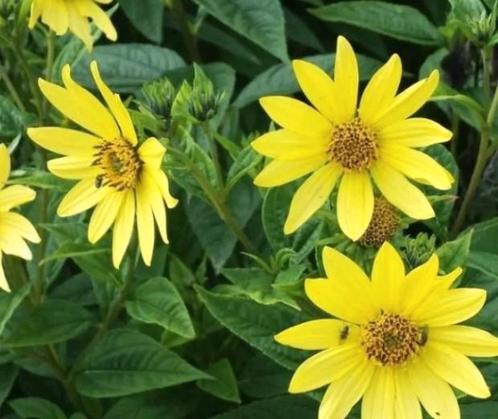 Helianthus 'Lemon queen', Vaste zonnebloem, bijenplant, Tuin en Terras, Planten | Tuinplanten, Vaste plant, Volle zon, Ophalen