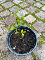 Gele Winterjasmijn - Klimplant voor de Winter, Tuin en Terras, Planten | Tuinplanten, Volle zon, Vaste plant, Verzenden, Winter