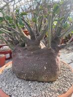 Caudex Adenia Spinosa uit Zuid Afrika 30cm schaal., Overige soorten, Ophalen of Verzenden, In pot, Minder dan 100 cm