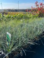 Festuca glauca 'Elijah Blue' / Schapengras, Vaste plant, Siergrassen, Ophalen of Verzenden, Halfschaduw