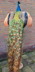 Een prachtige opgezette pauw met verspreide vleugels!, Verzamelen, Dierenverzamelingen, Ophalen, Nieuw, Overige soorten, Opgezet dier