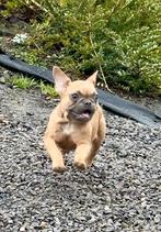 Franse bulldog pups, Parvo, België, 15 weken tot 1 jaar, Bulldog