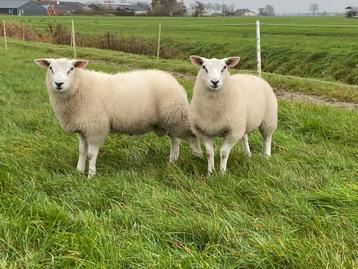2 swifter weide rammen beschikbaar voor biedingen
