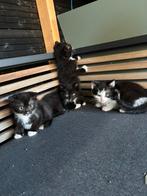 Kittens/Poesjes/Katjes, Meerdere dieren, Kortharig, 0 tot 2 jaar