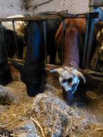 2 hoog drachtige dikbil pinken, Dieren en Toebehoren, Meerdere dieren