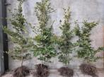 Groene beukenhaag Fagus & Haagbeuk Carpinus haagplant, Ophalen of Verzenden, Beukenhaag, 100 tot 250 cm