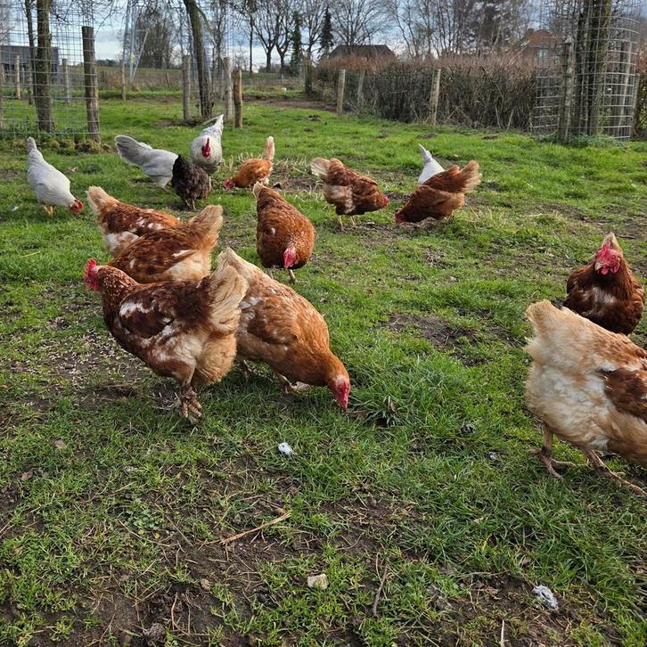 Prachtige Lohmann leghennen, Dieren en Toebehoren, Pluimvee, Kip, Vrouwelijk