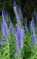 Lange Ereprijs plantjes, Volle zon, Vaste plant, Zomer, Ophalen