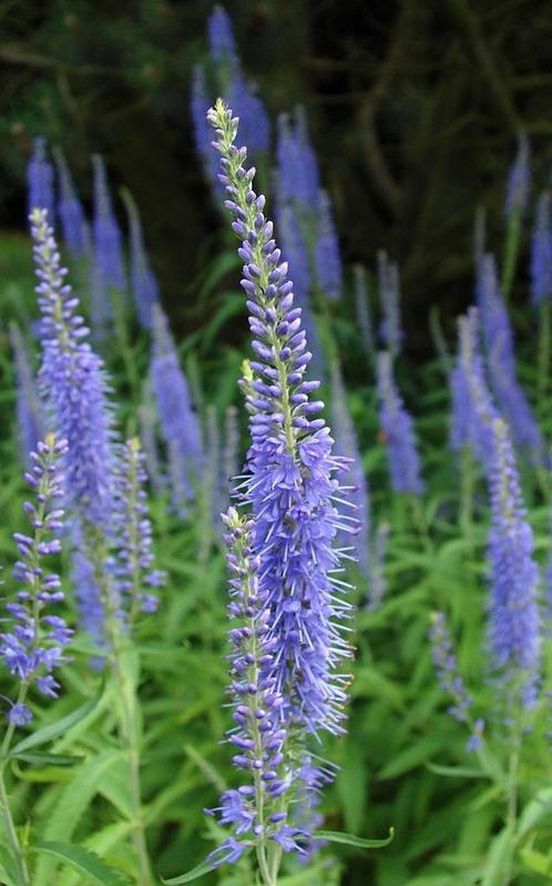 Lange Ereprijs plantjes, Tuin en Terras, Planten | Tuinplanten, Vaste plant, Overige soorten, Volle zon, Zomer, Ophalen