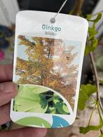 Japanse notenboom - Ginko Biloba - meerdere stuks, Tuin en Terras, Halfschaduw, 100 tot 250 cm, Bloeit niet, Ophalen