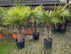 Mooie palmboom, palmbomen, palm, Trachycarpus Fortunei🌴, Tuin en Terras, 100 tot 250 cm, Palmboom, Ophalen, Volle zon