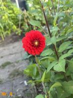 Diverse dahlia knollen (bol), Tuin en Terras, Bloembollen en Zaden, Ophalen of Verzenden, Voorjaar, Volle zon, Knol