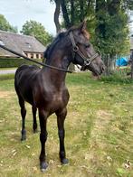 Fries merrieveulen v. Nyk 538, Dieren en Toebehoren, Paarden, Merrie, 0 tot 2 jaar