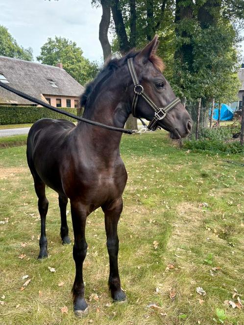 Fries merrieveulen v. Nyk 538, Dieren en Toebehoren, Paarden, Merrie, 0 tot 2 jaar