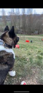Nieuwe eigenaar, Dieren en Toebehoren, Honden | Herdershonden en Veedrijvers, CDV (hondenziekte), Reu, Eén hond, 3 tot 5 jaar