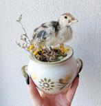 Opgezet kalkoenkuiken, Ophalen of Verzenden, Nieuw, Vogel, Opgezet dier