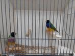 Gouldamadines, zwartkop, koppel, Dieren en Toebehoren, Meerdere dieren