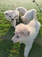 super lieve, mooie zwitserse witte herder pups te koop, Dieren en Toebehoren, CDV (hondenziekte), 8 tot 15 weken, Meerdere, Meerdere dieren