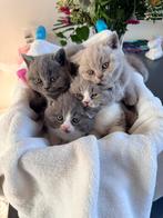 Prachtige Britse Korthaar Kittens ️, Dieren en Toebehoren, Meerdere dieren, Ontwormd