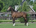 4 jarige E pony valk, Dieren en Toebehoren, Pony's, B, 3 tot 6 jaar, Gechipt, Merrie