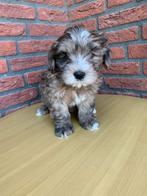 Maltipoo pups, CDV (hondenziekte), 8 tot 15 weken, Eén hond, Nederland