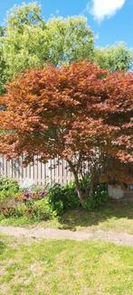 Acer palmatum 'Atropurpureum' of rode Japanse esdoorn, Tuin en Terras, Ophalen, Herfst, Halfschaduw, Overige soorten