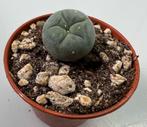 Lophophora Williamsii Small, Huis en Inrichting, Kamerplanten, Cactus, Minder dan 100 cm, Ophalen of Verzenden