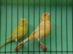 div, zangkanarie,s, Dieren en Toebehoren, Vogels | Kanaries, Meerdere dieren, Zangkanarie