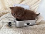 Unieke cinnemon shaded brits korthaar vrouwtje, Dieren en Toebehoren, Katten en Kittens | Raskatten | Korthaar, Poes, 0 tot 2 jaar