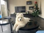 Samojeed pups te koop na fci-kampioenen klaar om te gaan, Particulier, Overige rassen, CDV (hondenziekte), 8 tot 15 weken