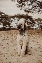 Dekreu Labradoodle F4B (NIET TE KOOP), Dieren en Toebehoren, Reu, CDV (hondenziekte), Eén hond, 3 tot 5 jaar
