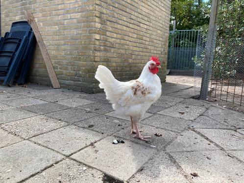 Handtamme, vriendelijke olijflegger haan 4 mnd, Dieren en Toebehoren, Pluimvee, Kip, Mannelijk