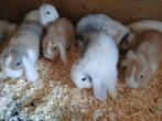 Dwerg hangoor, Dieren en Toebehoren, Konijnen, Vrouwelijk, Dwerg, Hangoor, 0 tot 2 jaar