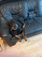 Rottweiler reu, Dieren en Toebehoren, Honden | Niet-rashonden, 15 weken tot 1 jaar, Reu, CDV (hondenziekte), Groot