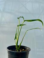 Monstera Burl Marx Flame - P12, Overige soorten, In pot, Minder dan 100 cm, Groene kamerplant