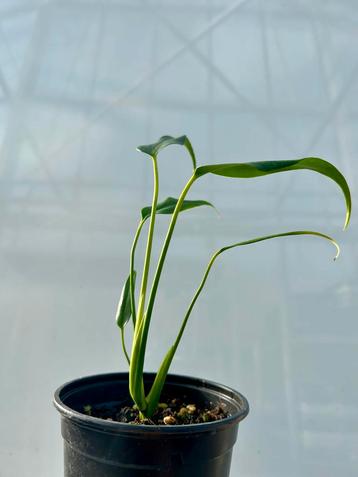 Monstera Burl Marx Flame - P12 beschikbaar voor biedingen