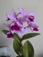 Cattleya Intermedia ''Orlata Rio'', Ophalen of Verzenden, Halfschaduw, Minder dan 100 cm