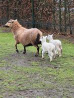 Kameroen met lammetjes, Dieren en Toebehoren, Meerdere dieren, Schaap