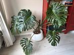 Monstera Deliciosa XXL Large form, Ophalen, Overige soorten